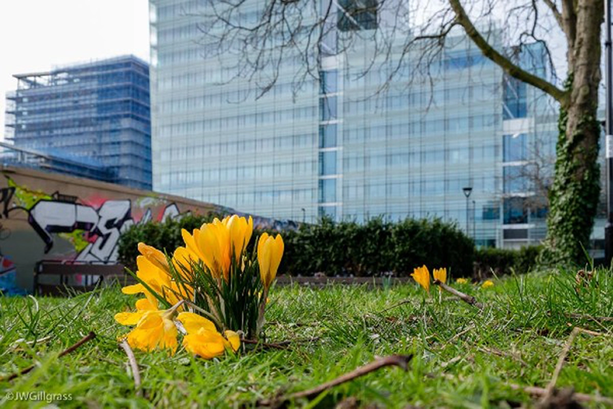 Daffodils Croydon - Photo taken by James Gillgrass